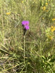 Carphephorus pseudoliatris