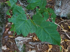 Acer spicatum
