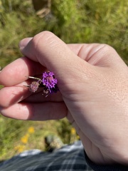 Carphephorus pseudoliatris
