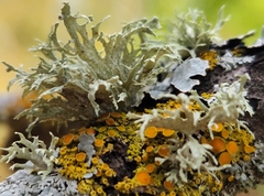 Ramalina americana