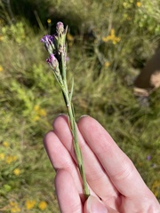 Carphephorus pseudoliatris