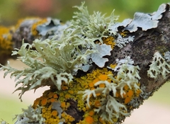Ramalina americana