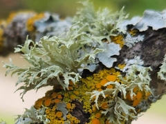 Ramalina americana