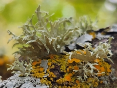 Ramalina americana