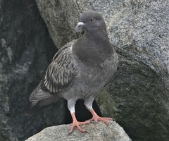 Columba livia domestica