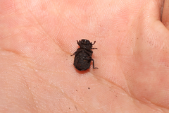 Bolitotherus cornutus