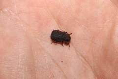 Bolitotherus cornutus