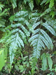 Tectaria phaeocaulis