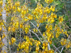 Sophora