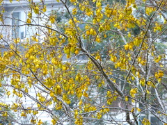 Sophora