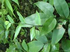 Diplazium donianum