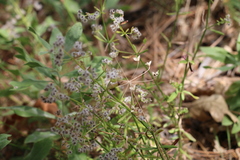 Galium angustifolium