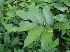 Diplazium donianum