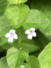 Clinopodium brownei