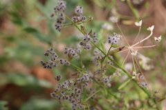 Galium angustifolium