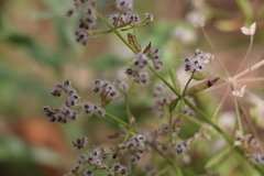 Galium angustifolium
