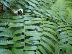 Diplazium dilatatum