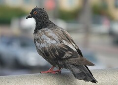 Columba livia domestica