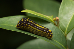 Mimoides phaon phaon