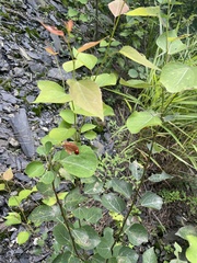 Chrysomela populi