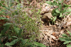 Galium angustifolium