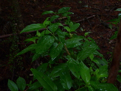 Geniostoma ligustrifolium
