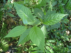 Maesa perlaria formosana