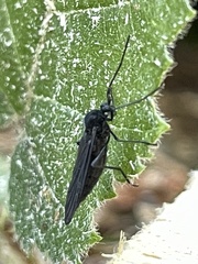 Penthetria heteroptera