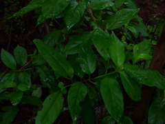 Geniostoma ligustrifolium