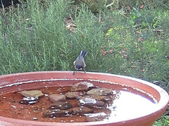 Acanthorhynchus tenuirostris