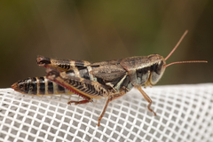 Melanoplus dawsoni