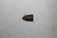 Elaphria chalcedonia