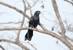 Eudynamys scolopaceus