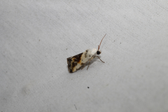 Ponometia candefacta
