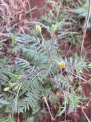 Tagetes tenuifolia