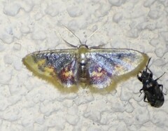Idaea scintillularia