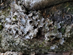 Peltigera praetextata