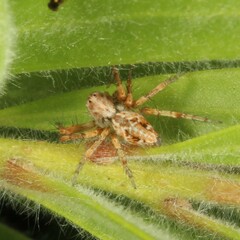 Oxyopes variabilis