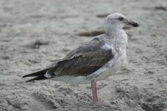 Larus occidentalis