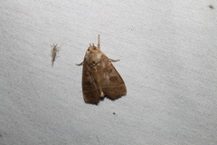 Ipimorpha pleonectusa