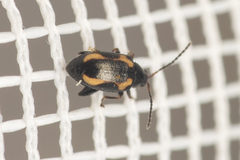 Phyllotreta