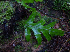 Microsorum pustulatum pustulatum