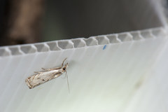 Pseudocatharylla duplicella