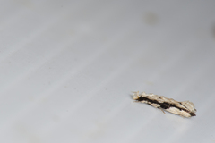 Erechthias atririvis