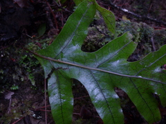 Microsorum pustulatum pustulatum