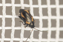 Phyllotreta