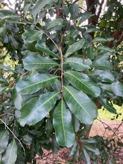 Cupaniopsis anacardioides