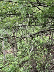 Masticophis bilineatus