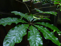 Schefflera digitata