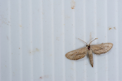 Zygophyxia relictata
